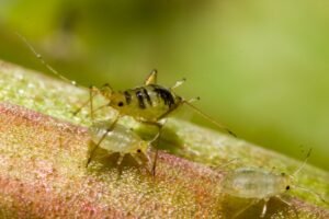 aphids-on-plants
