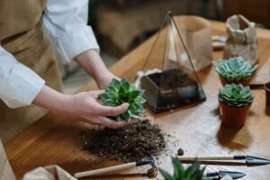 diy-plant-terrarium