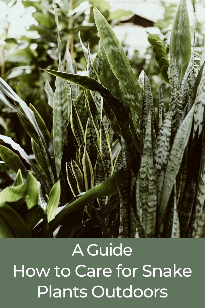 how to care for snake plant outdoors
