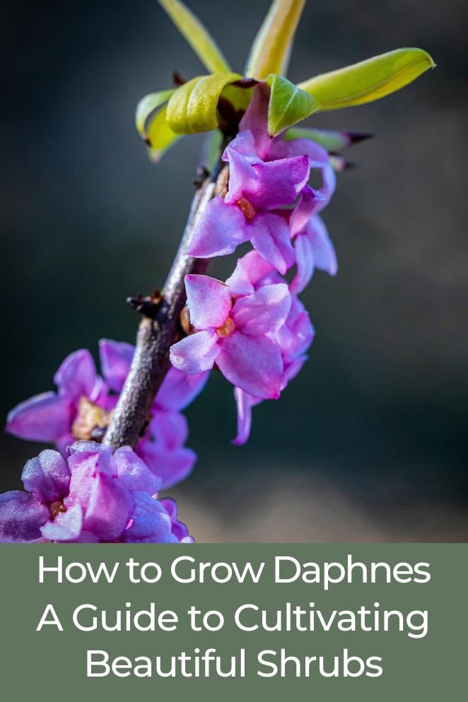 how to grow daphnes