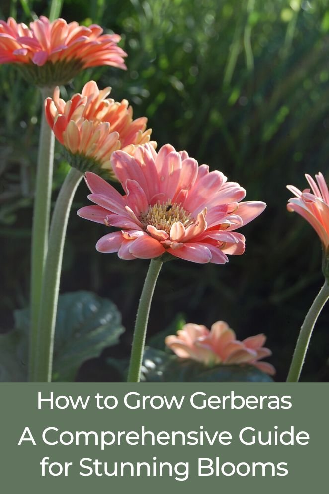 how to grow gerberas