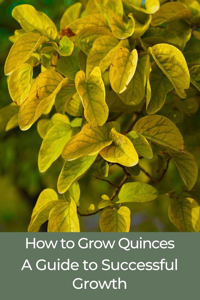 how to grow quinces