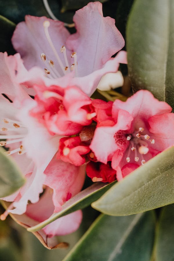 rhododendron-disease