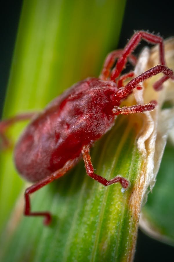 spider-mites