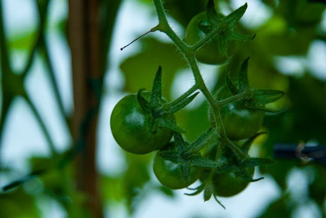 tomato-stem-problems