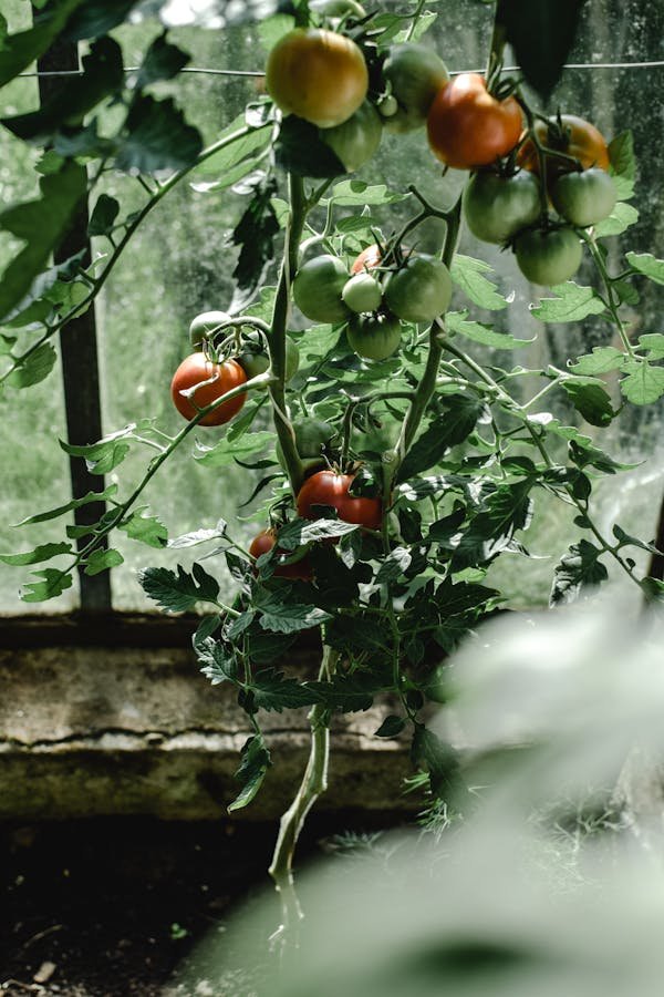 tomatoes-leaf-problems