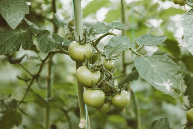 tomatoes-leaf-problems