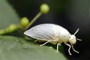 whitefly-damage-symptoms