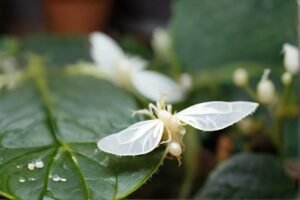 whitefly-indoor-plants