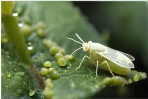 whitefly-vs-aphid