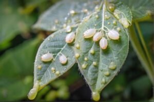 whitefly_resistant_plants