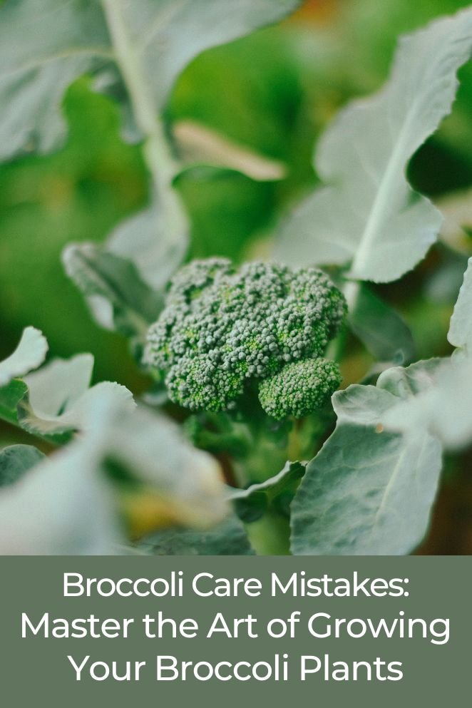 broccoli care mistakes 