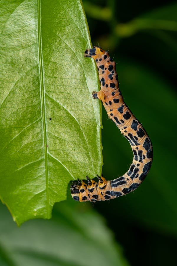 The Hidden Threat: Unveiling the Caterpillar Damage to Plants