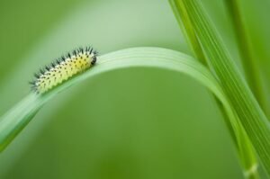 caterpillar-damage-to-plants