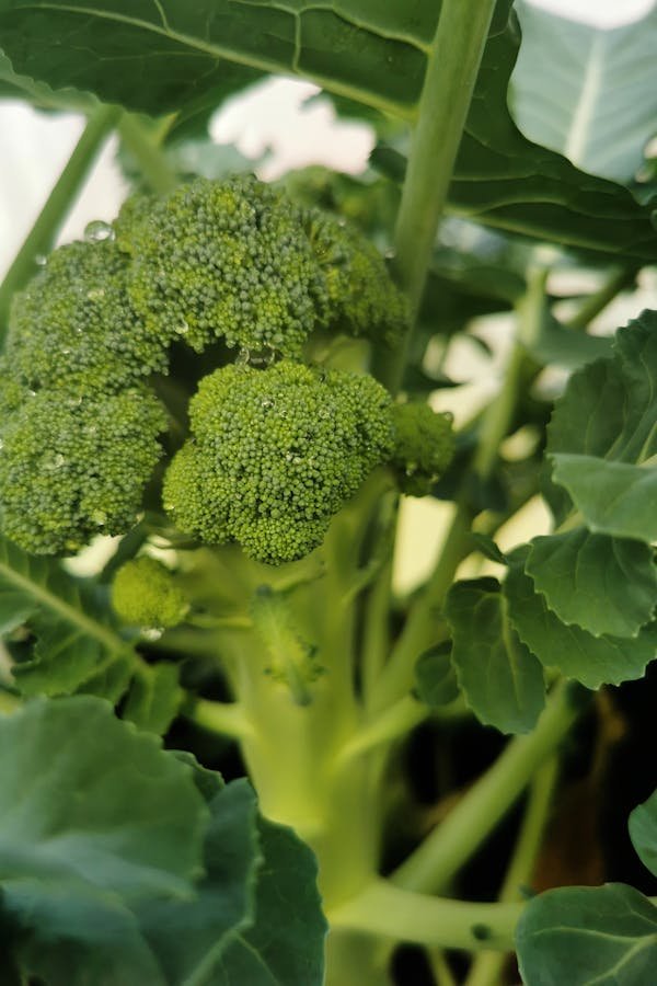 common-broccoli-diseases