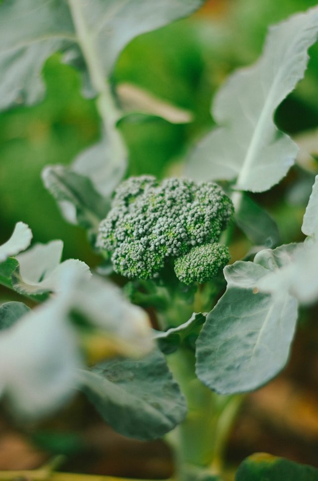 common-broccoli-diseases