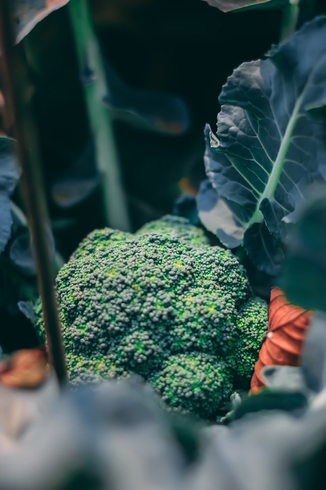 common-broccoli-diseases