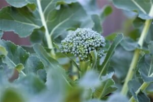 common-broccoli-diseases
