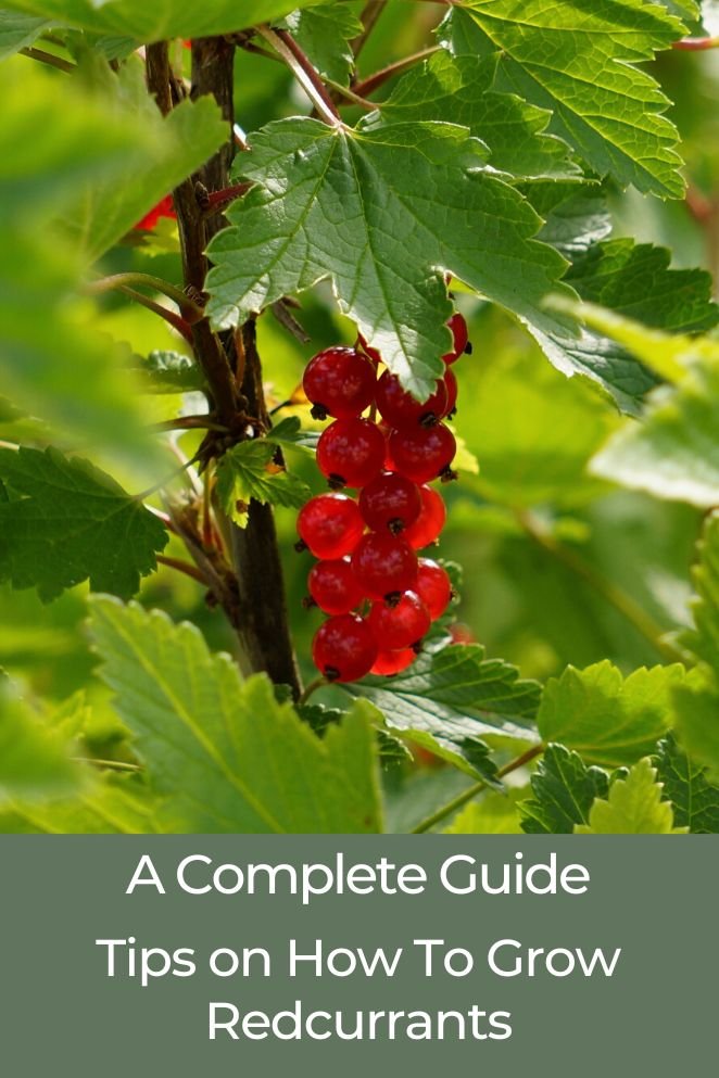 how to grow Redcurrants