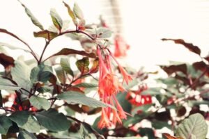 how-to-grow-climbing-honeysuckle