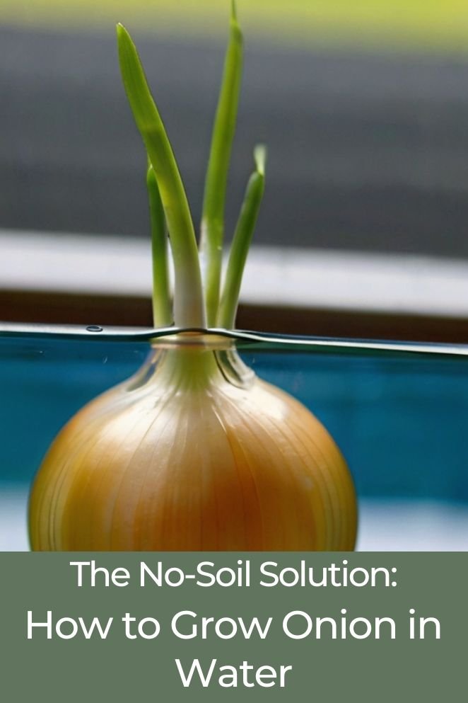 how to grow onion in water