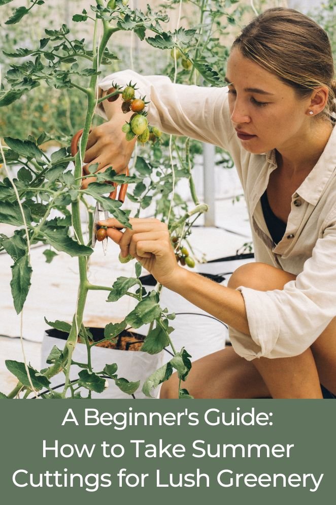 how to take summer cuttings