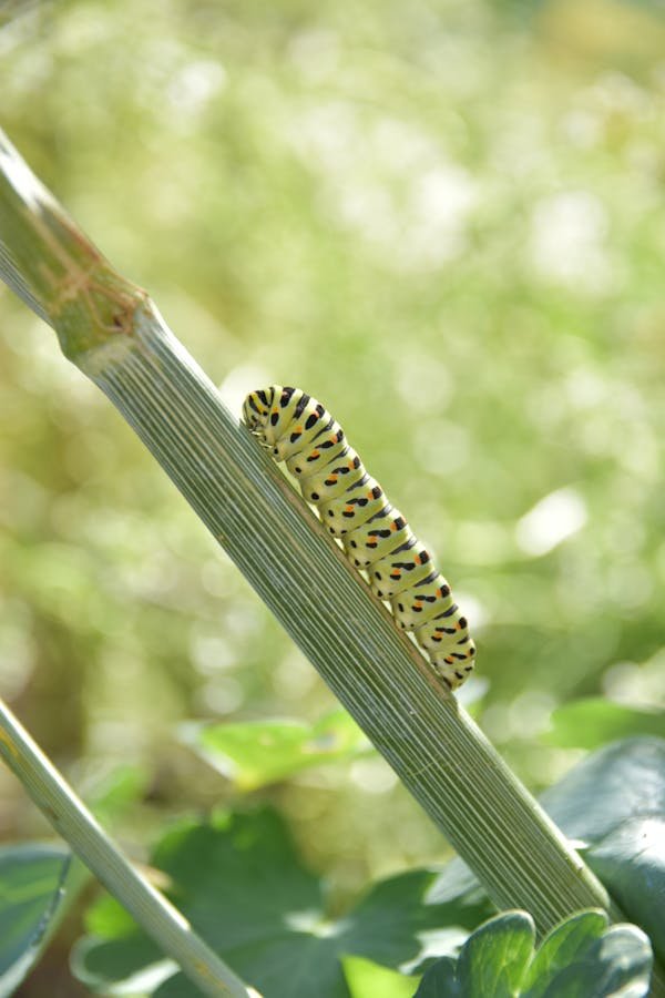 natural-caterpillar-repellent