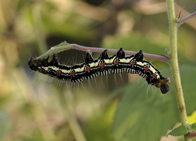 natural-caterpillar-repellent