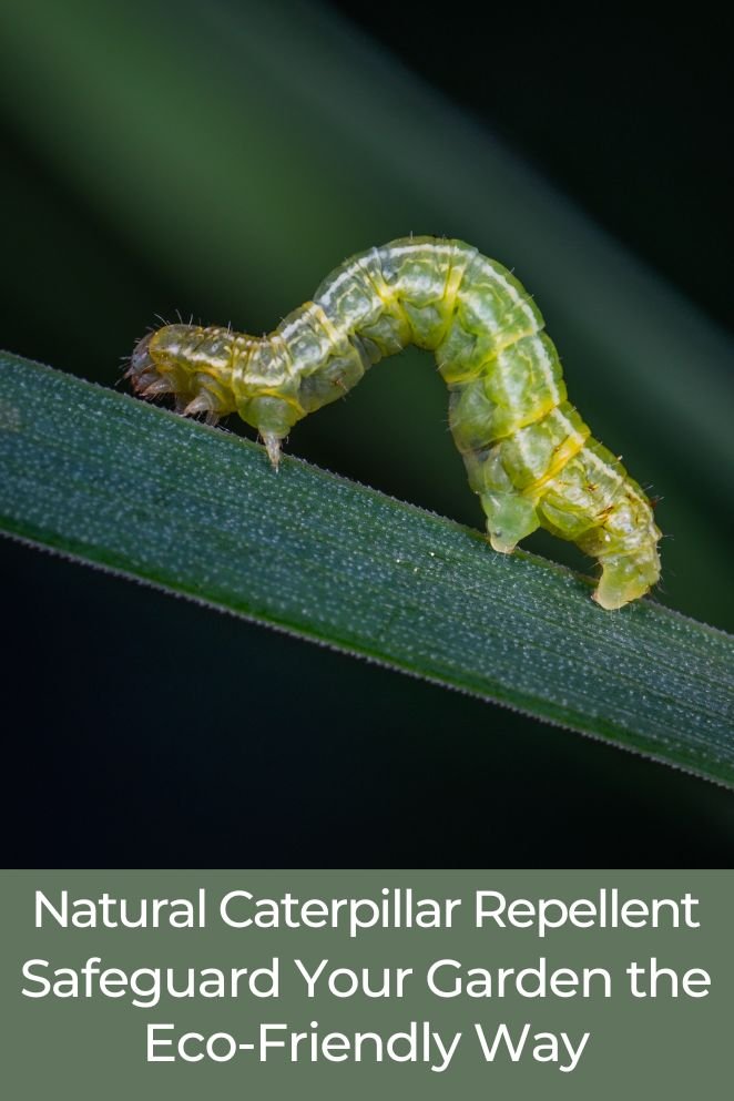 natural caterpillar repellent