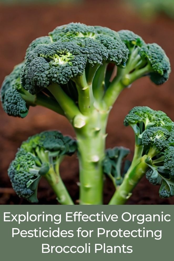 organic pest for broccoli plants