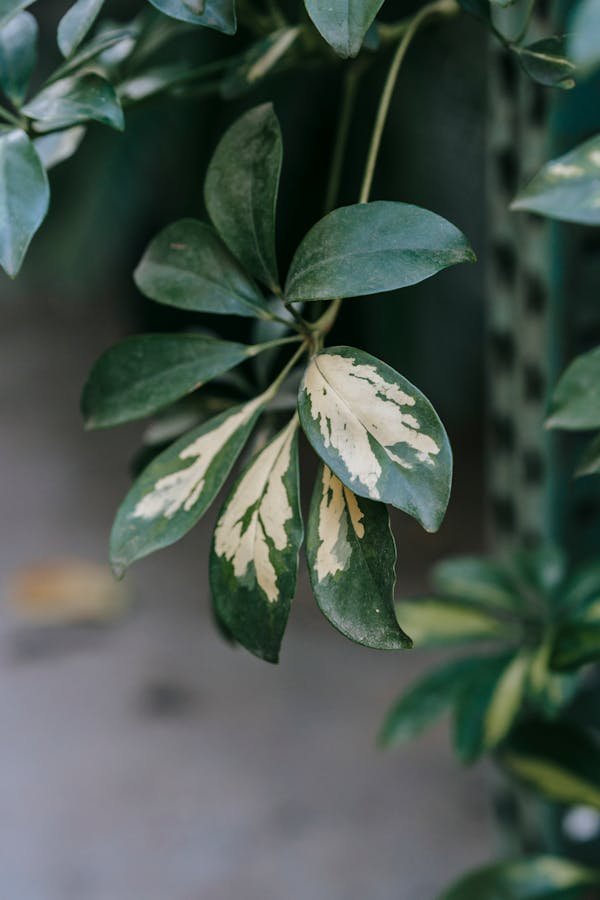 propagate-umbrella-plant