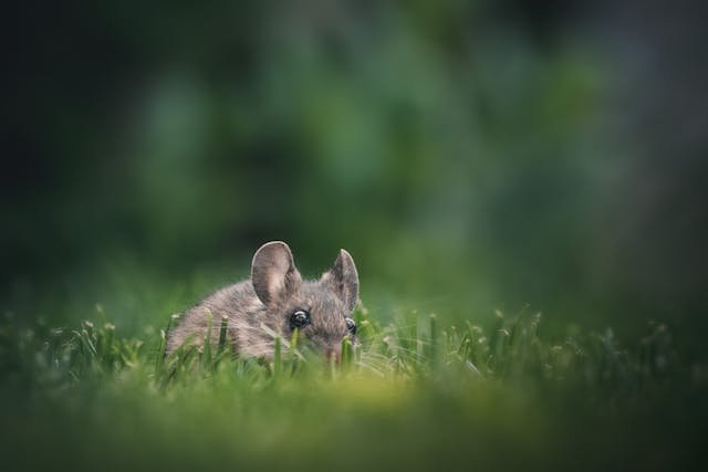 rat-garden