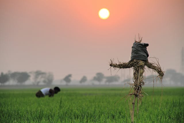 scarecrows