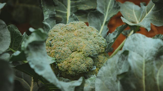 spacing-for-broccoli-plants