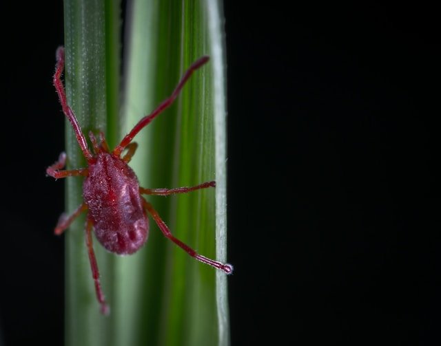 spider-mite-damage-on-leaves