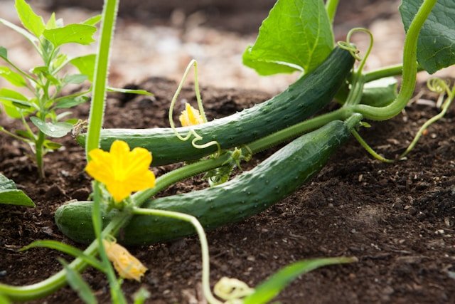 troubleshooting-cucumber-problems