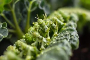 controlling-aphids-on-broccoli