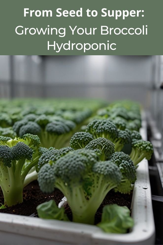 growing broccoli hydroponically