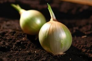 onion-from-seed