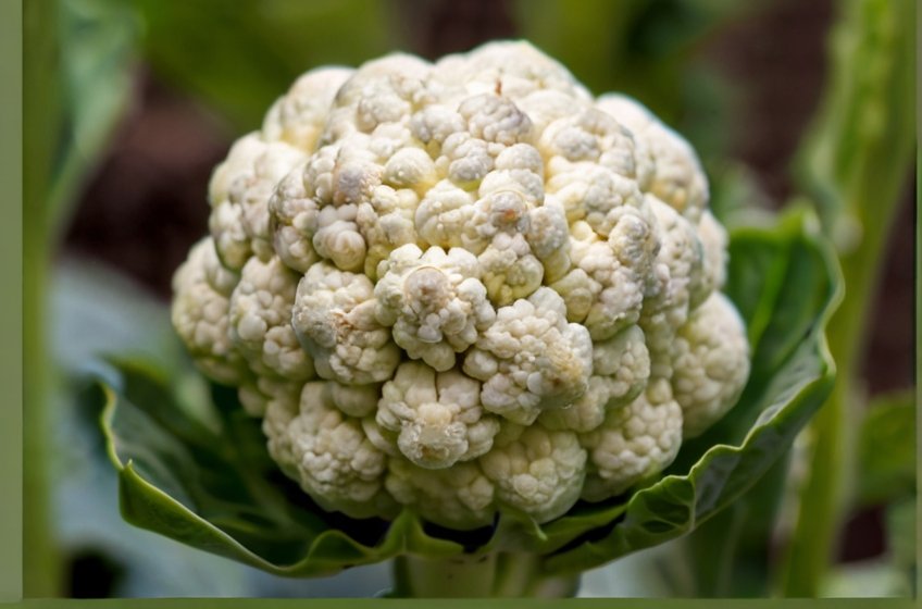 pest-control-on-cauliflower