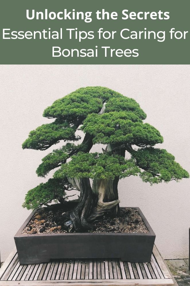 caring for bonsai trees