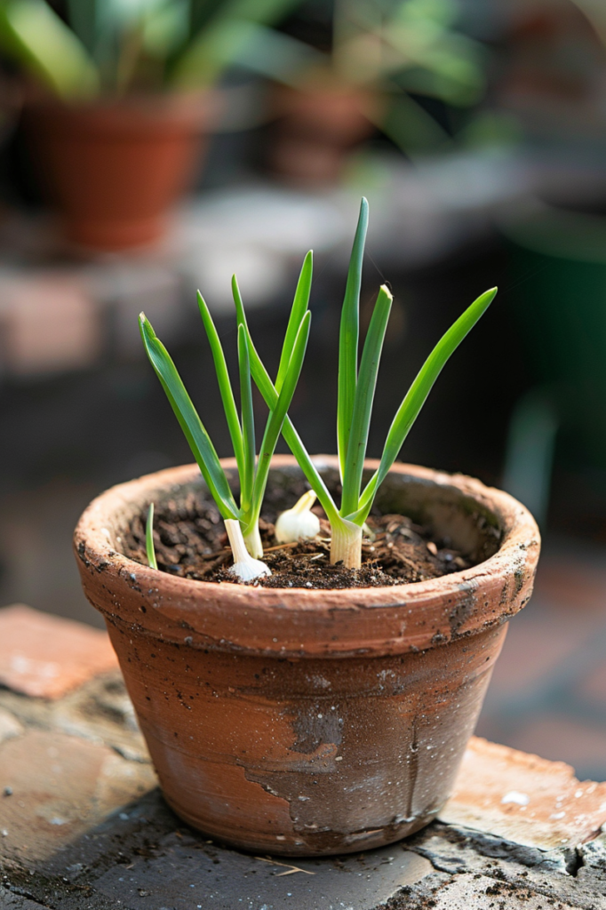 grow-garlic-indoors