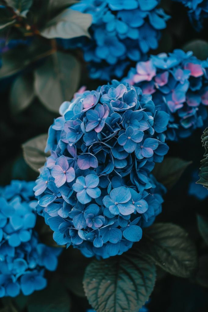 prune-hydrangeas