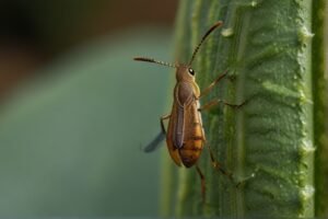 squash-bugs-on-zucchini-plants