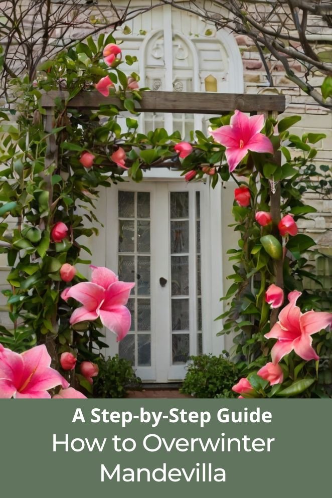 how to overwinter mandevilla