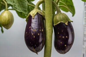 bacterial-wilt-in-eggplant