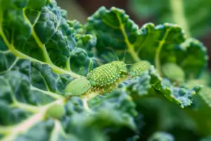 cabbage-worms-on-broccoli