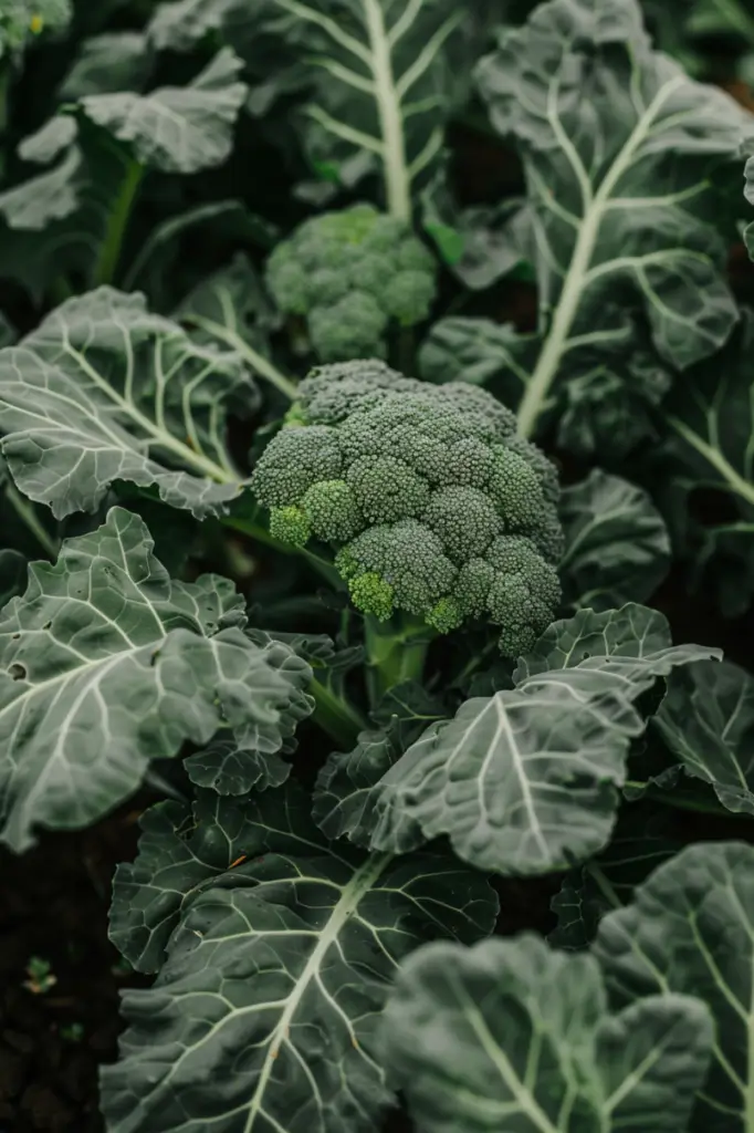 companion-plant-for-broccoli