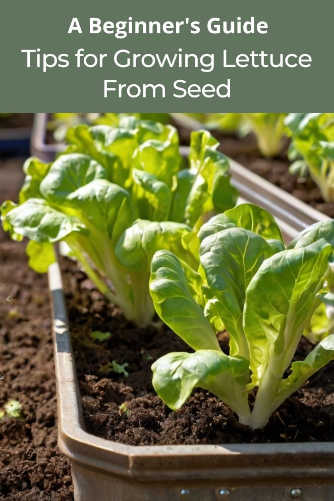 growing Lettuce from seed