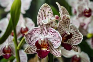 powdery-mildew-on-orchids